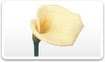 Calla Lily